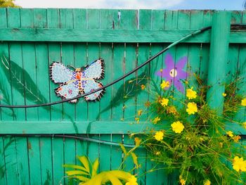 Close-up of plants against blue wall