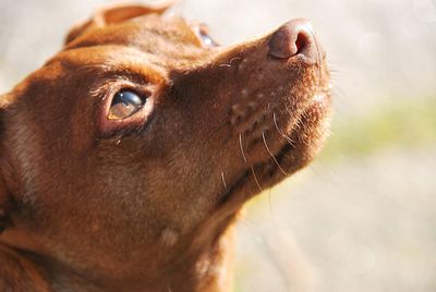 Close-up of a dog looking away