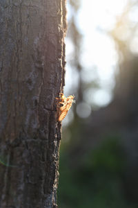 Close-up of insect on tree trunk