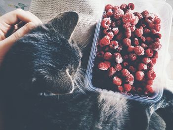 Close-up of hand with cat