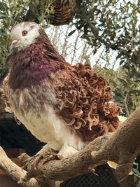 Close-up of birds on tree