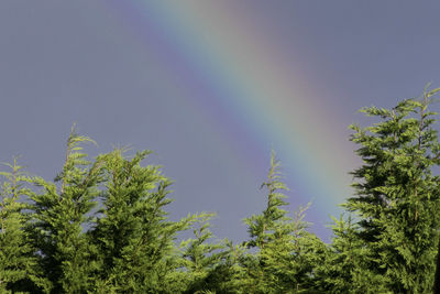 Low angle view of trees against rainbow in sky