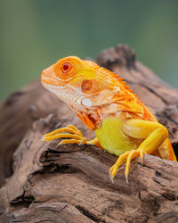 animal themes