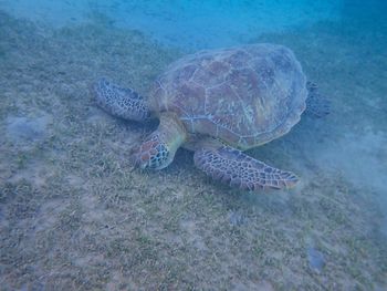 turtle