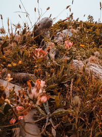 Close-up of flowering plants on field