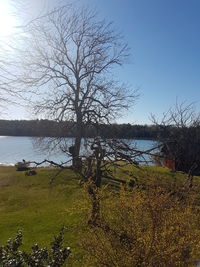 Bare tree by lake against clear sky