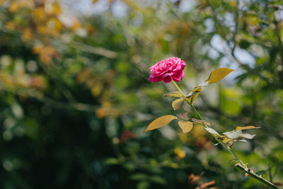 Close-up of pink flowering plant