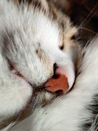 Close-up of cat sleeping