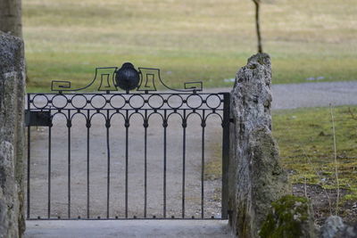 Bird perching on grass