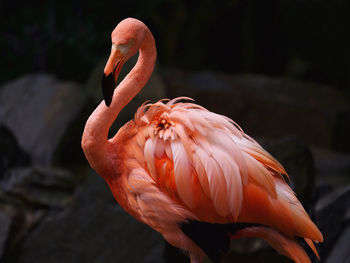 Close-up of flamingo preening 