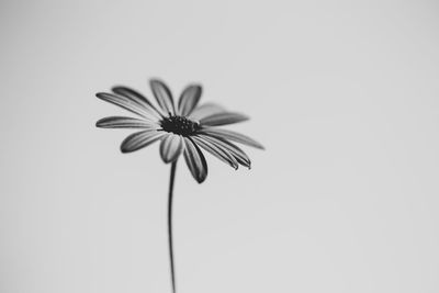 Close-up of flowering plant against white background