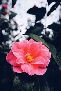 Close-up of red flowers