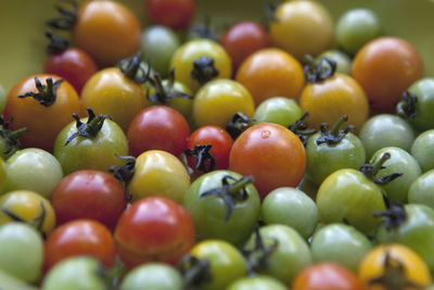 Close-up of tomatoes