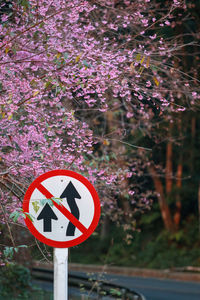 Close-up of road sign against trees