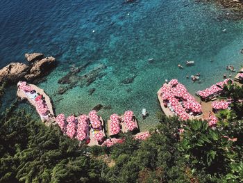 High angle view of pink flowers on shore