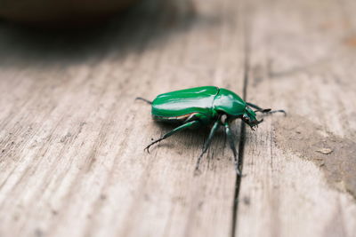 Close-up of insect on wood