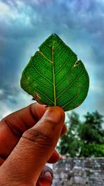 Close-up of hand holding leaf against sky