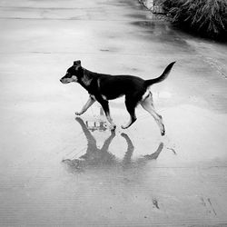 Side view of dog running on wet footpath during rainy season