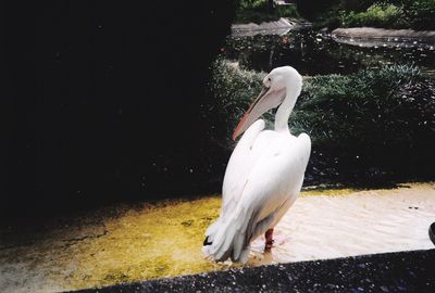 White bird perching on water