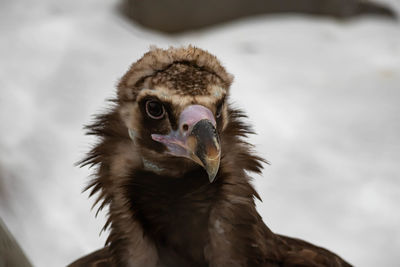 Close-up portrait of owl