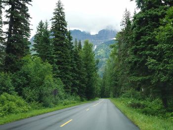 Road amidst trees and plants