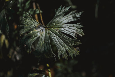 Close-up of fresh green plant with red leaves