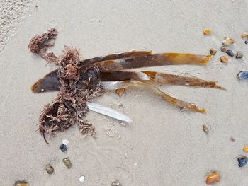 Close-up of seaweed on sand