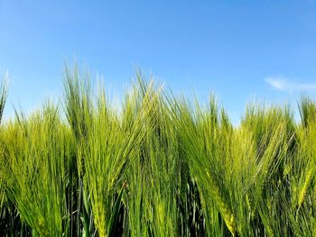 Crops growing on field against sky