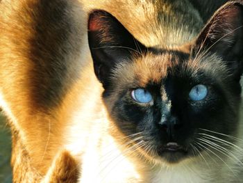 Close-up portrait of cat at home