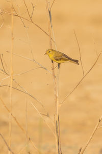 Close-up of bird perching on branch