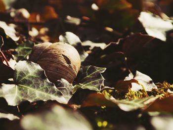 Close-up of fresh leaves on plant during autumn