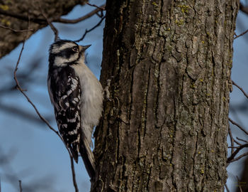 Close-up of owl perching on tree trunk against sky