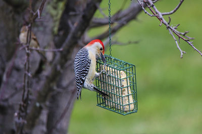 Bird perching on a tree