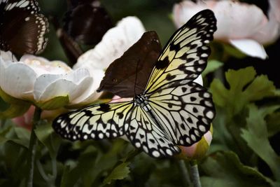 Close-up of butterfly pollinating on flower