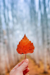 Close-up of hand holding maple leaf during autumn