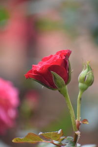 Close-up of rose bud