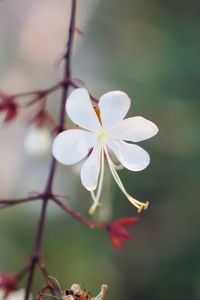 Close-up of white flowering plant