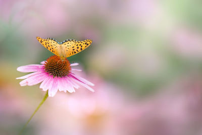 Close-up of butterfly pollinating on flower