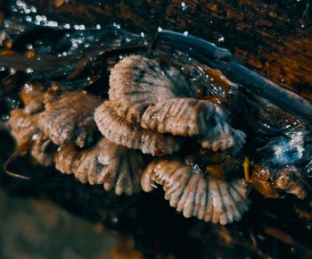 High angle view of shells in sea