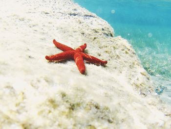 Close-up of crab on beach