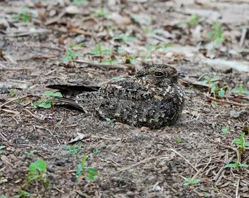 High angle view of frog on land