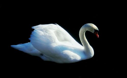Reflection of swan in water