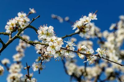 Low angle view of cherry blossoms in spring