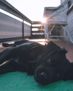 Close-up of a dog resting