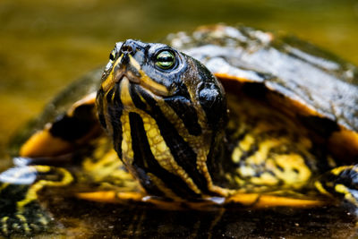 Close-up of a black and yellow turtle