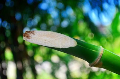 Close-up of insect on plant