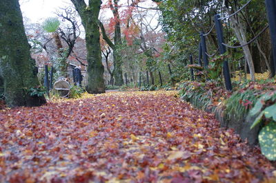 Surface level of leaves on trees in forest