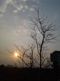 Silhouette of trees at sunset