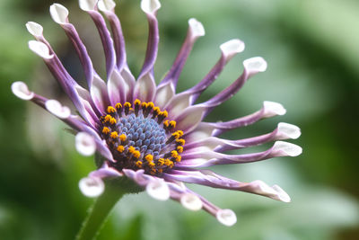 Close-up of purple flowering plant