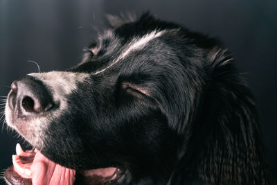 Close-up of dog looking away